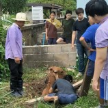 รับแจ้งจากรองประธานมูลนิธิลือชา มีเหตุวัวตกท่อบริเวณ ซอยหลังโลตัส