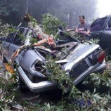 ฝนตกหนักทำต้นไม้ใหญ่ล้มทับรถยนต์เสียหายที่ดอยสุเทพ