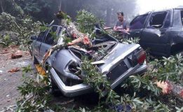 ฝนตกหนักทำต้นไม้ใหญ่ล้มทับรถยนต์เสียหายที่ดอยสุเทพ