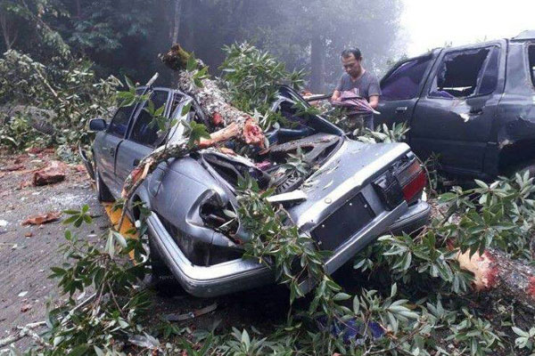 ฝนตกหนักทำต้นไม้ใหญ่ล้มทับรถยนต์เสียหายที่ดอยสุเทพ