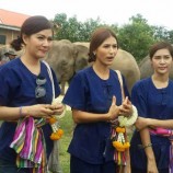 อำเภอชุมพลบุรี จ.สุรินทร์ สานต่อหมู่บ้านโฮมสเตย์อนุรักษ์นำช้างคืนถิ่น นำดาราสาวและชาวต่างชาติลงแขก”ดำนาพาช้างกลับบ้าน”