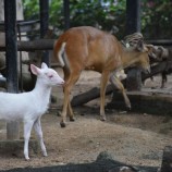 ชลบุรี-เชิญร่วมแสดงความยินดี กับสมาชิกใหม่“ลูกเก้งเผือก” สีขาวนวล ทั้งตัว สวนสัตว์เปิดเขาเขียว เปิดตัวอวดโฉมต้อนรับวันเข้าพรรษา นี้