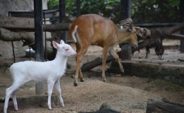 ชลบุรี-เชิญร่วมแสดงความยินดี กับสมาชิกใหม่“ลูกเก้งเผือก” สีขาวนวล ทั้งตัว สวนสัตว์เปิดเขาเขียว เปิดตัวอวดโฉมต้อนรับวันเข้าพรรษา นี้