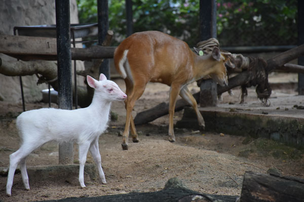 ชลบุรี-เชิญร่วมแสดงความยินดี กับสมาชิกใหม่“ลูกเก้งเผือก” สีขาวนวล ทั้งตัว สวนสัตว์เปิดเขาเขียว เปิดตัวอวดโฉมต้อนรับวันเข้าพรรษา นี้