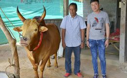 เดือดแน่!! เปิดตัว “วัวชน” คู่ประวัติศาสตร์ไทย-จีน วางเงินเดิมพันสูงถึง 4 ล้านบาท