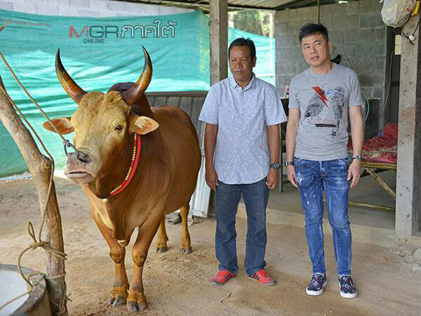 เดือดแน่!! เปิดตัว “วัวชน” คู่ประวัติศาสตร์ไทย-จีน วางเงินเดิมพันสูงถึง 4 ล้านบาท