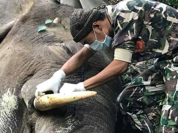 ประจวบคีรีขันธ์ สัตวแพทย์ผ่าซากเจ้าด้วนช้างป่ากุยบุรี
