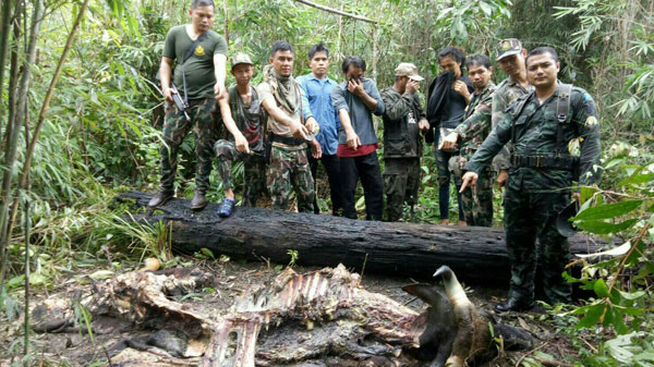 ปราจีนบุรี ชุดสืบสวนสภ.ประจันตคามรวบพรานป่าฆ่ากระทิงกลางป่าแร่เนื้อขาย!!