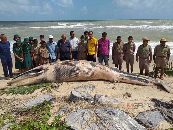ผงะ! พบซาก “วาฬโอมูระ” หายากหนักเกือบ 1 พัน กก. ถูกคลื่นซัดเกยหาดที่ระโนด