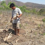 กำนันตำบลช่องสะเดา จ.กาญจนบุรีออกตรวจพื้นที่พืชไร่ทางการเกษตรที่ช้างป่าลงมากิน