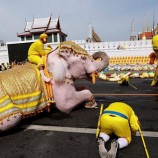 กลุ่มคชสารคู่แผ่นดินนำช้างเดินเทิดพระเกียรติ ในโอกาสพระราชพิธีบรมราชาภิเษก