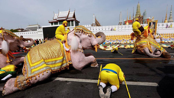 กลุ่มคชสารคู่แผ่นดินนำช้างเดินเทิดพระเกียรติ ในโอกาสพระราชพิธีบรมราชาภิเษก