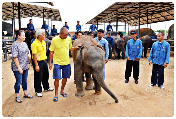 “สวนนงนุชพัทยาเตรียมส่งคืนพังฟ้าแจ่ม ถูกกับดักจนขาขาดดูแลรักษานานกว่า 2 ปี ให้กับกรมอุทยานแห่งชาติ”