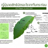 ญี่ปุ่นจดสิทธิบัตรใบกระท่อม