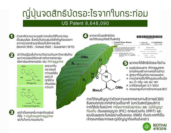 ญี่ปุ่นจดสิทธิบัตรใบกระท่อม