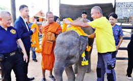 คุณโต้งสวนนงนุชพัทยา หลั่งน้ำตาส่งมอบพังฟ้าแจ่ม ลูกช้างเหยียบบ่วงขาขาด สู่การดูแลของสถาบันคชบาล